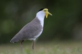 _MG_6164 Masked Lapwing.jpg