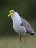 _MG_6257 Masked Lapwing.jpg