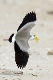 _MG_7813 Masked Lapwing.jpg