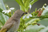 _MG_5824 Brown Honeyeater.jpg