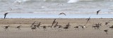_MG_6086 Great Knot and Greater Sand Plover.jpg
