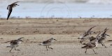 _MG_6086crop1 Great Knot and Greater Sand Plover.jpg