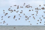 _MG_6096 Greater Sand Plover.jpg