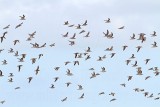 _MG_6100 Greater Sand Plover.jpg