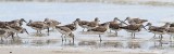 _MG_6129 Great Knot.jpg