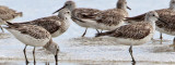 _MG_6129crop Great Knot.jpg
