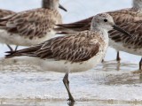 _MG_6129crop2 Great Knot.jpg