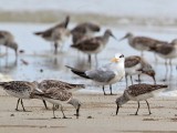 _MG_6140 Great Knot & Lesser Crested Tern.jpg