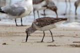 _MG_6140crop Great Knot.jpg
