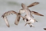 _MG_6247 Great Knot.jpg