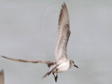 _MG_6248 Great Knot.jpg