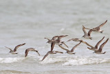 _MG_6251 Great Knot.jpg