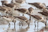 _MG_6265 Great Knot.jpg