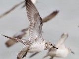 _MG_6456 Great Knot.jpg