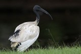 _MG_7389 Australian White Ibis.jpg
