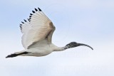 _MG_7520 Australian White Ibis.jpg