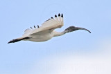 _MG_7522 Australian White Ibis.jpg