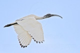 _MG_7524 Australian White Ibis.jpg