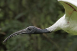 _MG_8319 Australian White Ibis.jpg