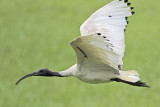 _MG_8324 Australian White Ibis.jpg