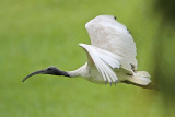 _MG_8330 Australian White Ibis.jpg