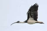 _MG_7533 Straw-necked Ibis.jpg