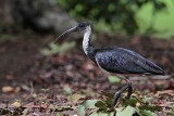 _MG_7620 Straw-necked Ibis.jpg