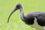 _MG_7755 Straw-necked Ibis.jpg