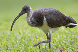 _MG_7821 Straw-necked Ibis.jpg