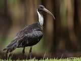 _MG_8124 Straw-necked Ibis.jpg