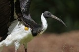 _MG_8140 Straw-necked Ibis.jpg