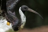 _MG_8142 Straw-necked Ibis.jpg