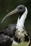 _MG_8154crop Straw-necked Ibis.jpg