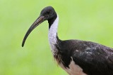 _MG_8342 Straw-necked Ibis.jpg