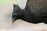 _MG_7732 Orange-footed Scrubfowl.jpg
