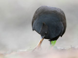 _MG_7881 Orange-footed Scrubfowl.jpg