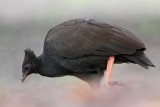 _MG_7906 Orange-footed Scrubfowl.jpg