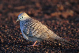 _MG_7571 Peaceful Dove.jpg