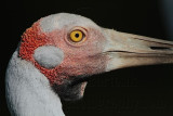 _MG_1599 Brolga.jpg