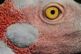 _MG_1599crop Brolga.jpg