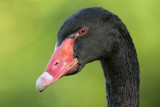 Black Swan - Cygnus atratus - NT