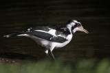 _MG_2070 Magpie-lark.jpg