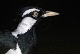 _MG_2181 Magpie-lark.jpg