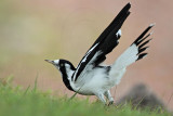 _MG_6057 Magpie-lark.jpg