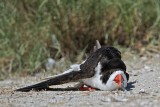 _MG_4148 Black Skimmer.jpg