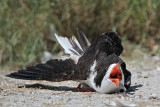 _MG_4232 Black Skimmer.jpg