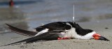 _MG_1983 Black Skimmer.jpg