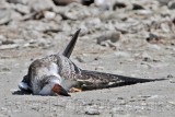 _MG_9342 Black Skimmer.jpg