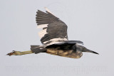 _MG_2180 Little Blue Heron.jpg