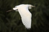 _MG_2210 Little Blue Heron.jpg